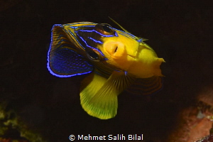 Quenn angelfish. by Mehmet Salih Bilal 